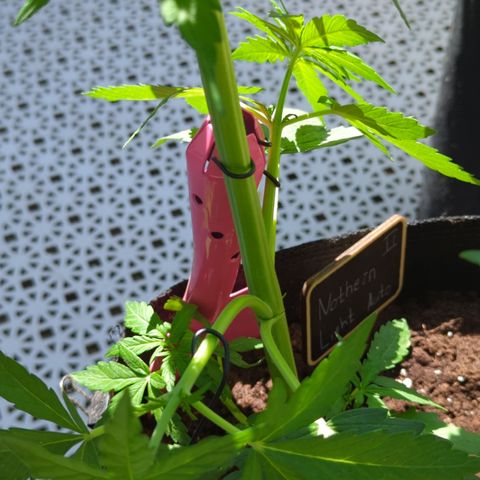 Northern Light Auto #2 growlog timeline photo