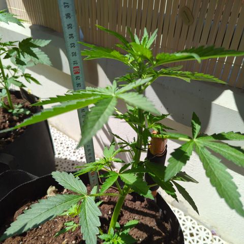 Northern Light Auto #1 growlog timeline photo