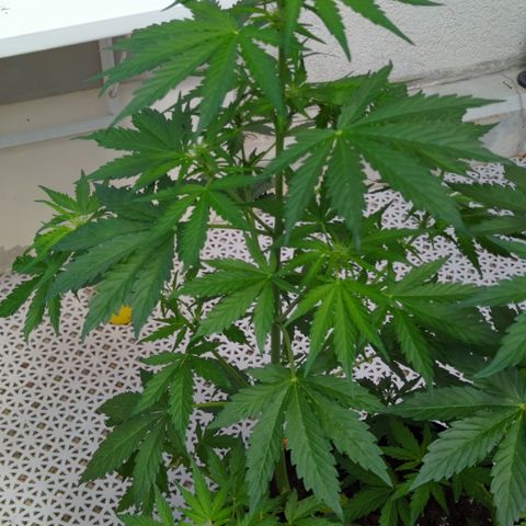 Royal Jack Herer Auto #2 growlog timeline photo