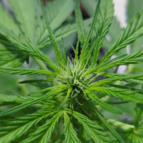 Royal Jack Herer Auto #2 growlog timeline photo