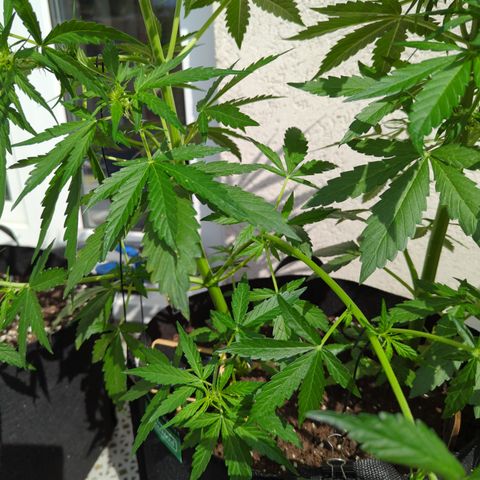 Northern Light Auto #1 growlog photo: Training 