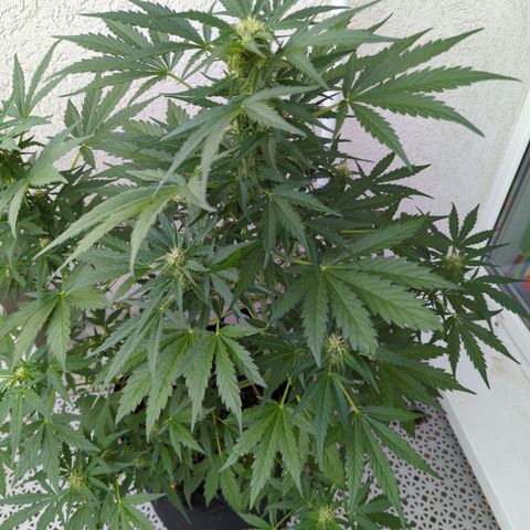 Royal Jack Herer Auto #2 growlog timeline photo