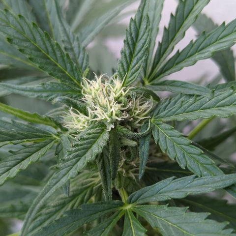 Royal Jack Herer Auto #2 growlog timeline photo