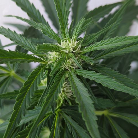 Northern Light Auto #1 growlog timeline photo