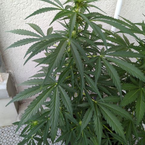 Northern Light Auto #1 growlog timeline photo