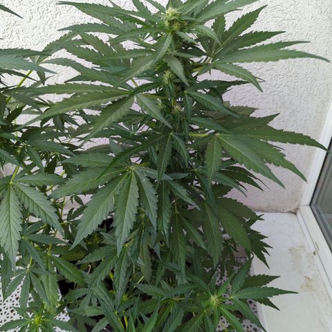 Northern Light Auto #2 growlog timeline photo
