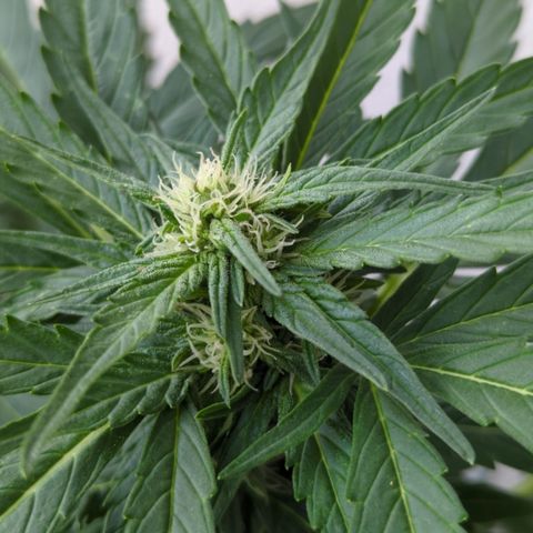 Northern Light Auto #2 growlog timeline photo
