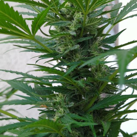 Royal Jack Herer Auto #2 growlog timeline photo