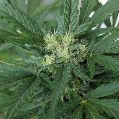 Royal Jack Herer Auto #2 growlog timeline photo