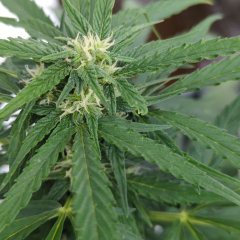 Northern Light Auto #1 growlog timeline photo