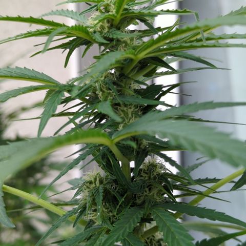 Northern Light Auto #1 growlog timeline photo