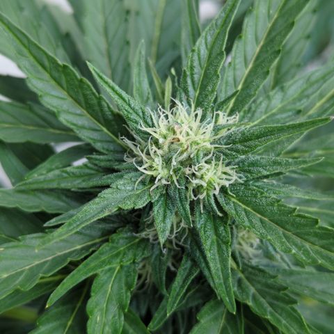 Northern Light Auto #2 growlog timeline photo