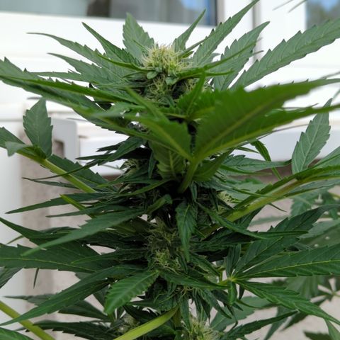 Northern Light Auto #2 growlog timeline photo