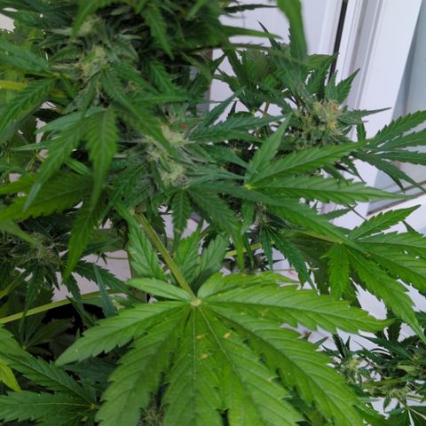 Royal Jack Herer Auto #2 growlog photo: Discoloration of big leaves 