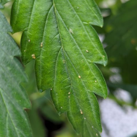 Northern Light Auto #1 growlog photo: Aphid infestation