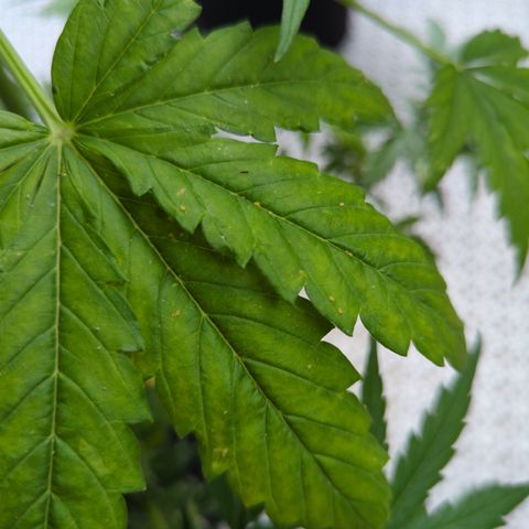Royal Jack Herer Auto #2 growlog timeline photo