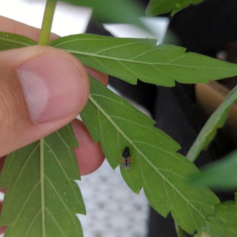 Northern Light Auto #2 growlog timeline photo