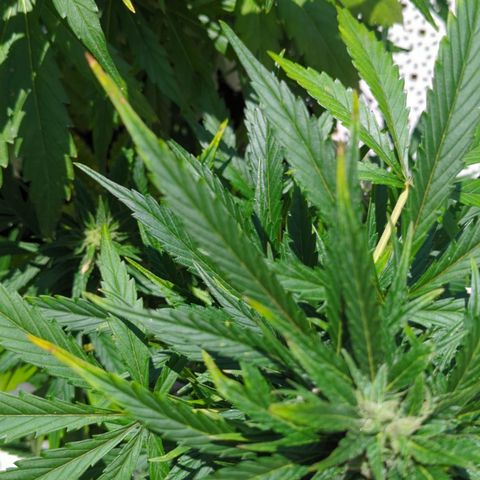 Northern Light Auto #1 growlog photo: Leaves tips burned