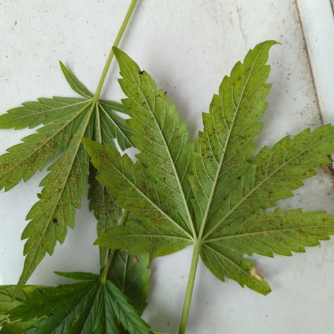 Royal Jack Herer Auto #2 growlog photo: Battle continues 