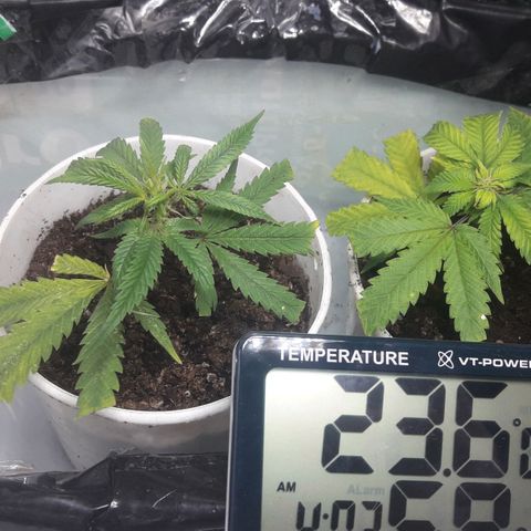 2do ciclo / desflash - apple cookies growlog timeline photo