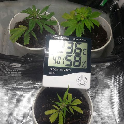 2do ciclo / desflash - apple cookies growlog timeline photo
