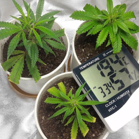 2do ciclo / desflash - apple cookies growlog timeline photo