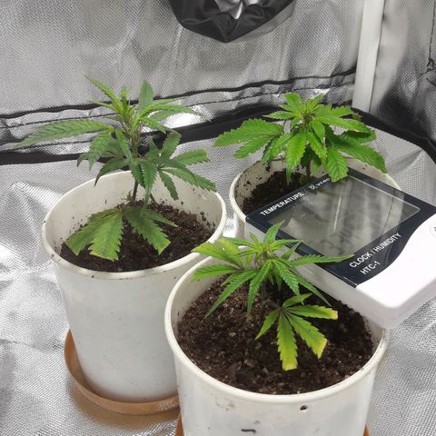 2do ciclo / desflash - apple cookies growlog timeline photo