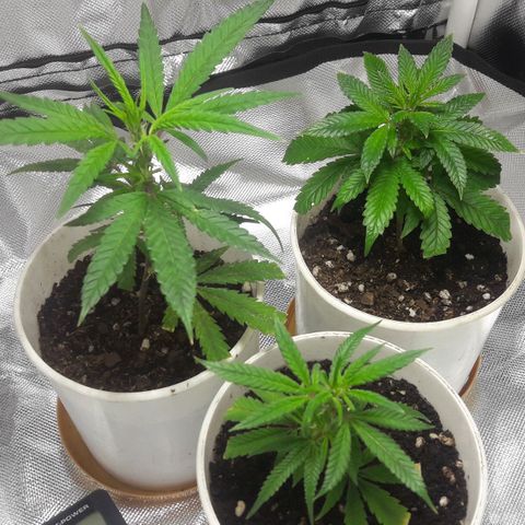 2do ciclo / desflash - apple cookies growlog timeline photo