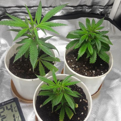 2do ciclo / desflash - apple cookies growlog timeline photo