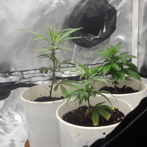 2do ciclo / desflash - apple cookies growlog timeline photo