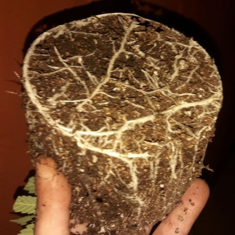 2do ciclo / desflash - apple cookies growlog timeline photo