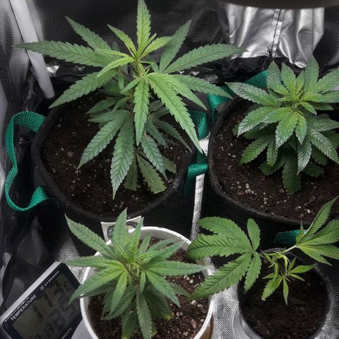 2do ciclo / desflash - apple cookies growlog timeline photo