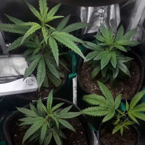 2do ciclo / desflash - apple cookies growlog timeline photo