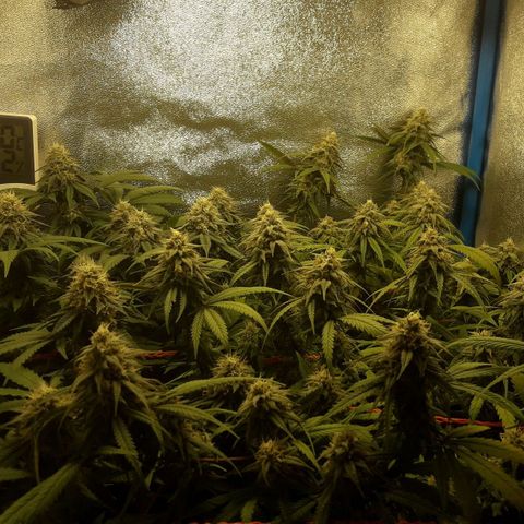 1er ciclo / desflash - apple cookies growlog in Flower tent