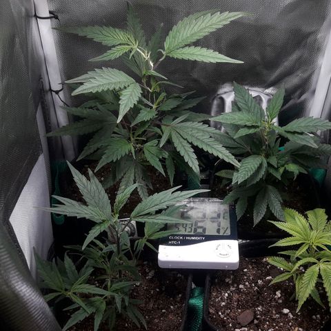2do ciclo / desflash - apple cookies growlog timeline photo
