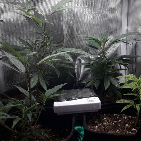 2do ciclo / desflash - apple cookies growlog timeline photo