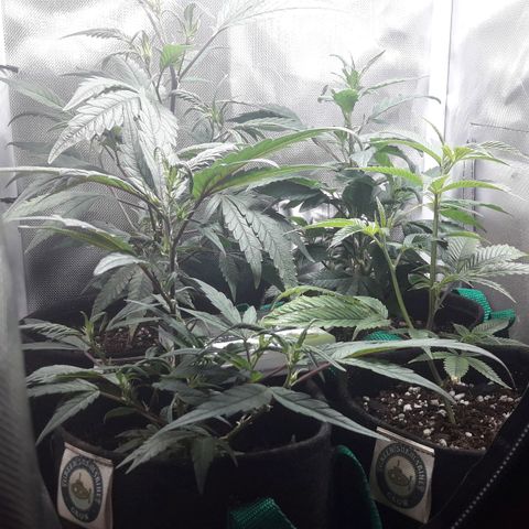 2do ciclo / desflash - apple cookies growlog timeline photo