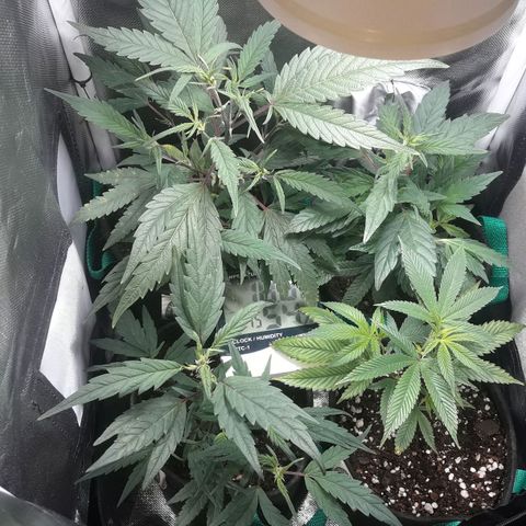 2do ciclo / desflash - apple cookies growlog timeline photo