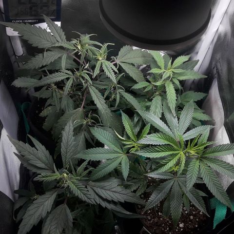 2do ciclo / desflash - apple cookies growlog timeline photo