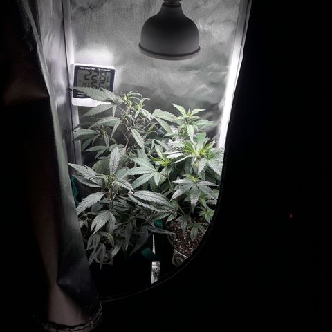 2do ciclo / desflash - apple cookies growlog timeline photo