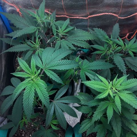2do ciclo / desflash - apple cookies growlog timeline photo
