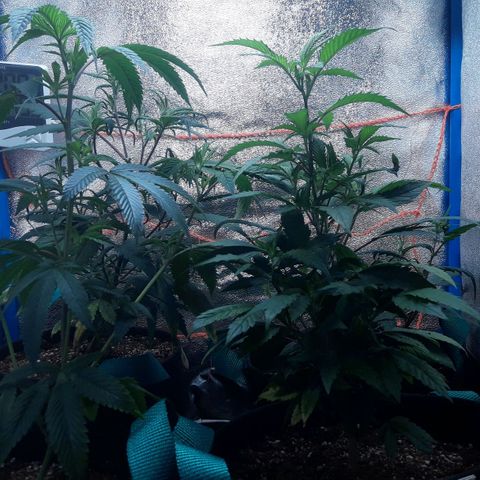 2do ciclo / desflash - apple cookies growlog timeline photo