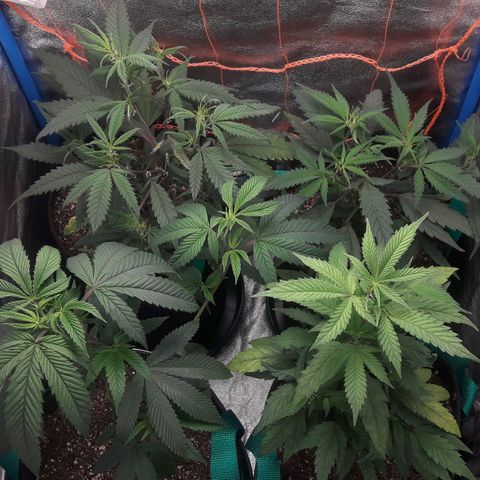 2do ciclo / desflash - apple cookies growlog timeline photo