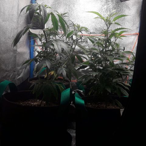2do ciclo / desflash - apple cookies growlog timeline photo