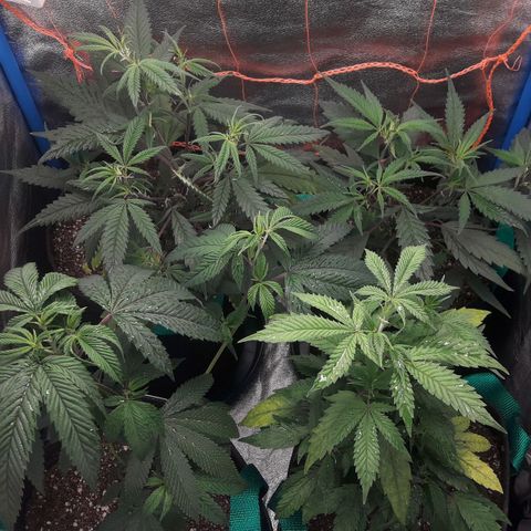 2do ciclo / desflash - apple cookies growlog photo: Baje el panel al 40% ya que estaban mostrando signos de stress. Están entre 25 y 30k lux ahora.