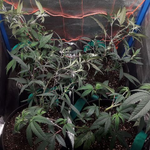 2do ciclo / desflash - apple cookies growlog timeline photo