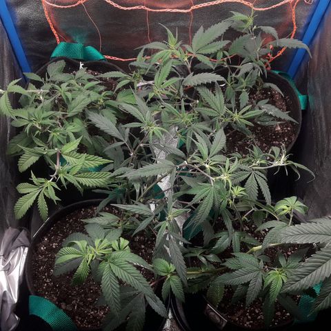 2do ciclo / desflash - apple cookies growlog photo: Pequeño ajuste