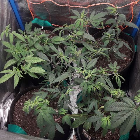 2do ciclo / desflash - apple cookies growlog photo: Muy estresada la Face to face