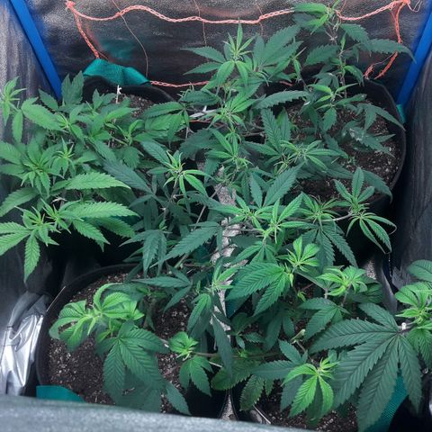 2do ciclo / desflash - apple cookies growlog photo: Looking better. Apague el infractor para mantener la temp arriba de 20. So far so good. Ahora a esperar 1 semana.