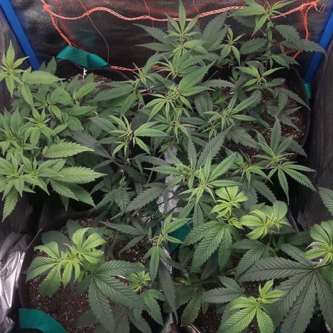 2do ciclo / desflash - apple cookies growlog timeline photo